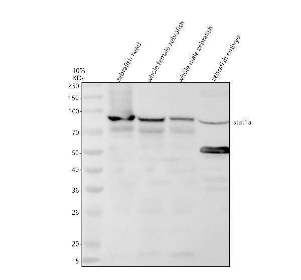 azo93598 stat1a primary antibodies wb testing 1