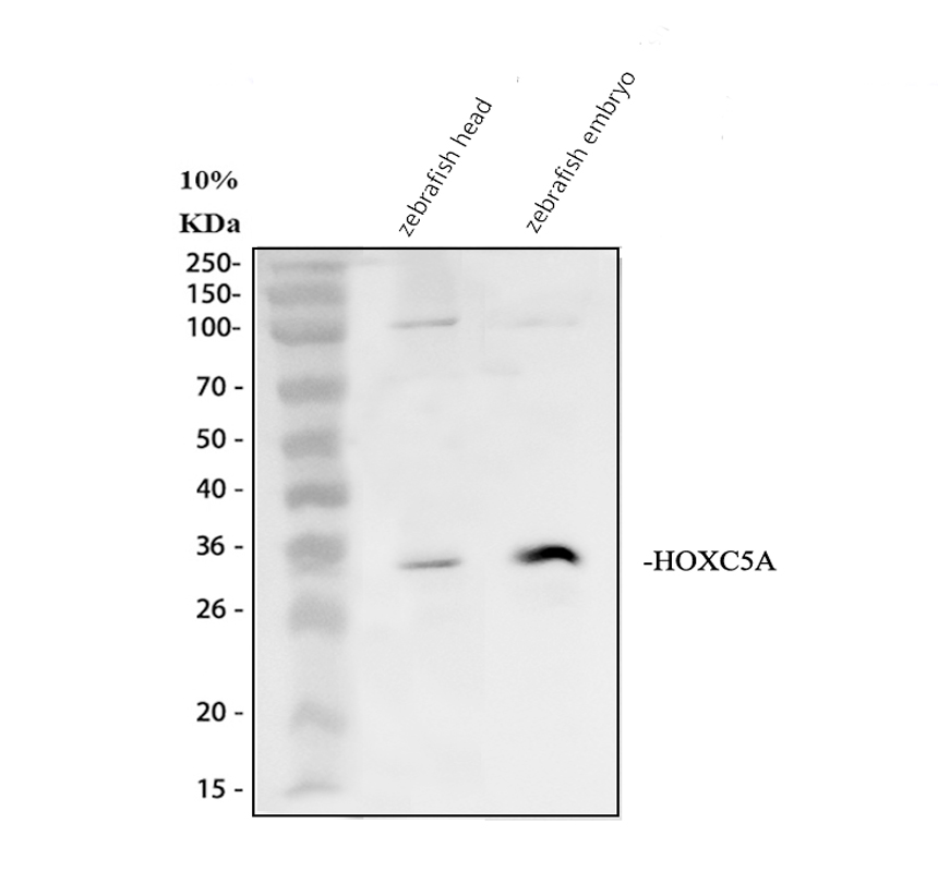 azp09074 hoxc5a primary antibodies wb testing 1