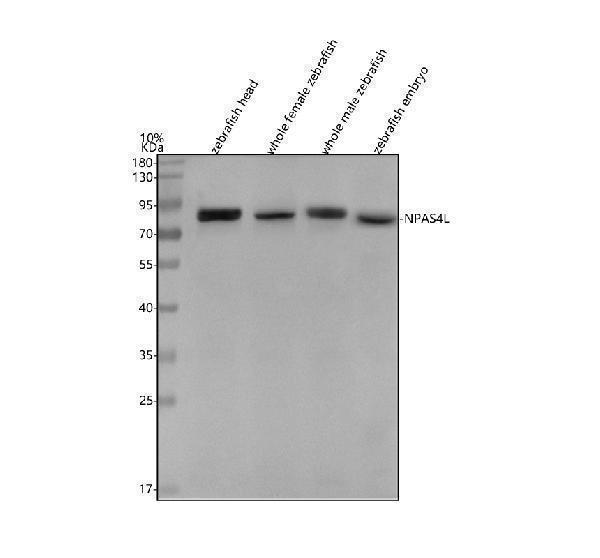 azp0doc7 npas4l primary antibodies wb testing 1