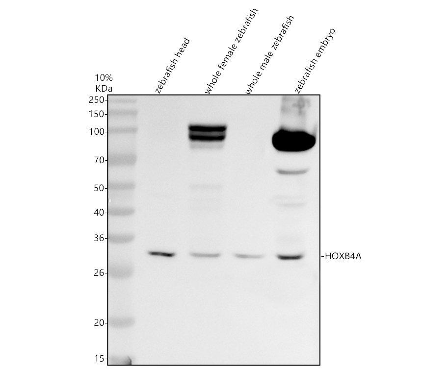 Western blot analysis of HOXB4A using anti-HOXB4A antibody (AZP22574)