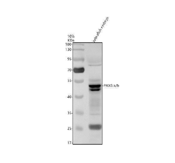 azp26630 pax6 a b primary antibodies wb testing 1