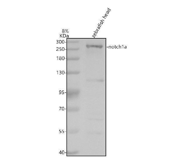 azp46530 notch1a primary antibodies wb testing 1