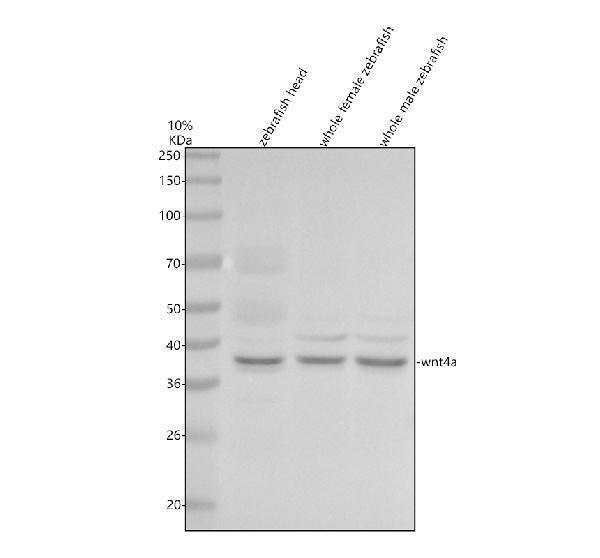 azp47793 wnt4a primary antibodies wb testing 1