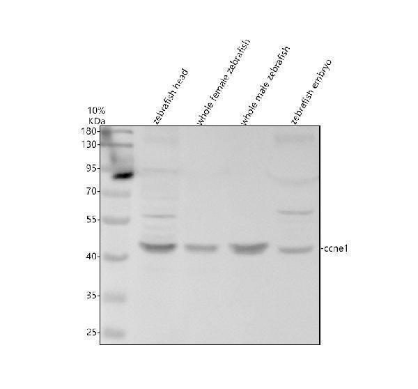 Western blot analysis of Cyclin E1/CCNE1 using anti-Cyclin E1/CCNE1 antibody (AZP47794)