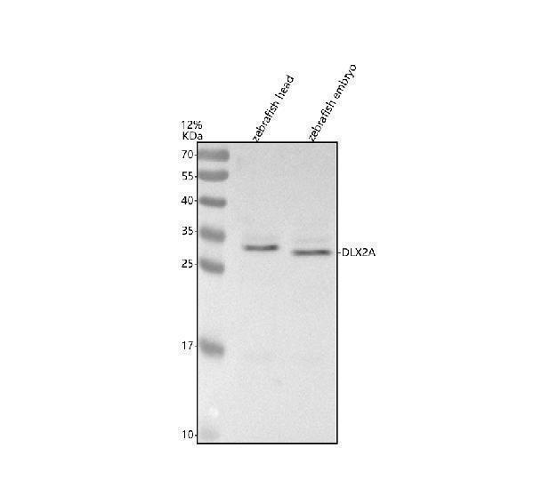 azp50574 dlx2a primary antibodies wb testing 1