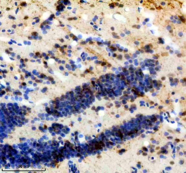 IHC analysis of WNT8A using anti-WNT8A antibody (AZP51028)