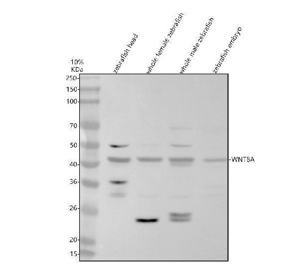 Western blot analysis of WNT8A using anti-WNT8A antibody (AZP51028)