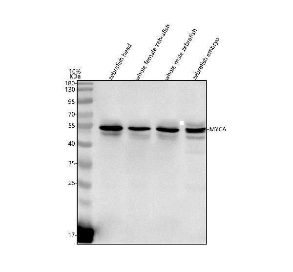 azp52160 myca primary antibodies wb testing 1
