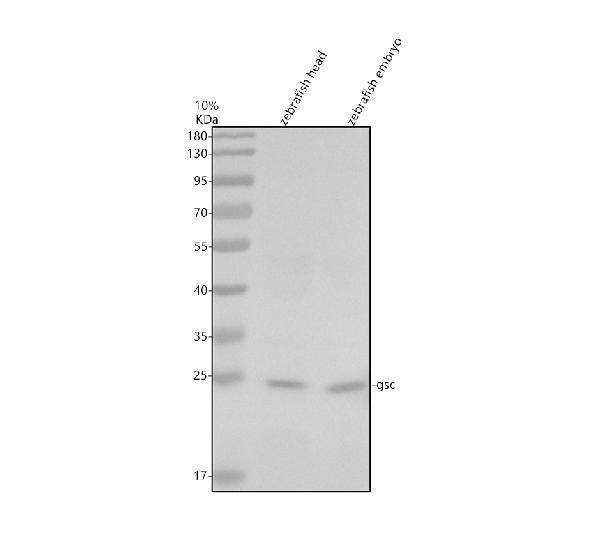 Western blot analysis of GSC using anti-GSC antibody (AZP53544)