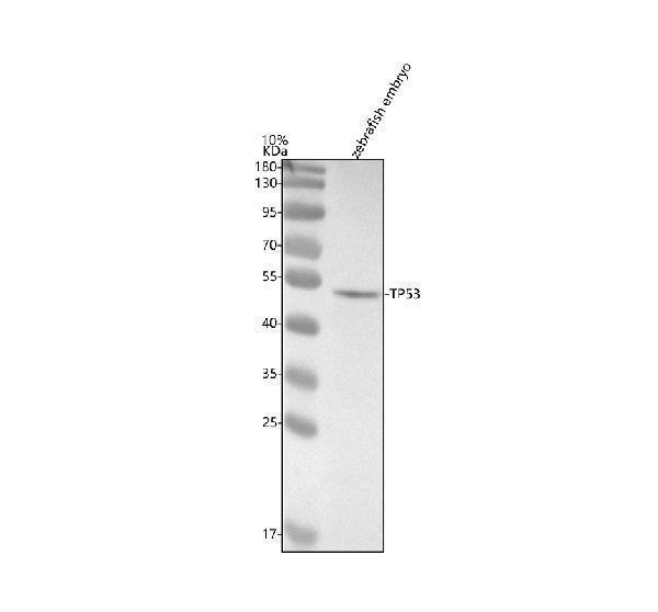 azp79734 p53 tp53 primary antibodies wb testing 1