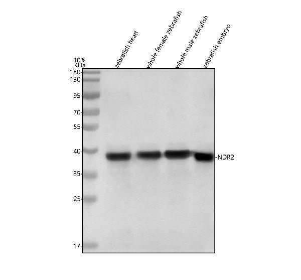 azp87358 ndr2 primary antibodies wb testing 1