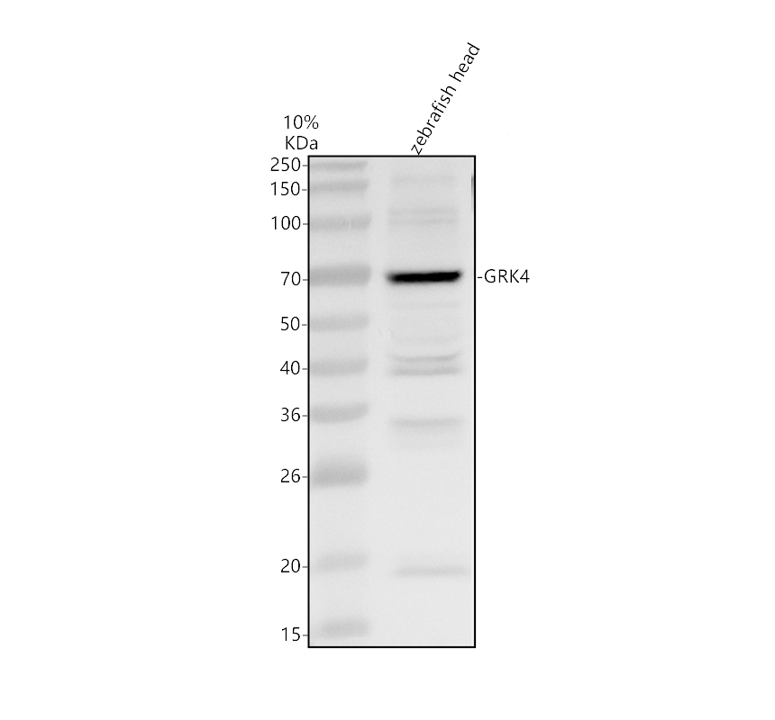 azq08cj6 grk4 primary antibodies wb testing 1