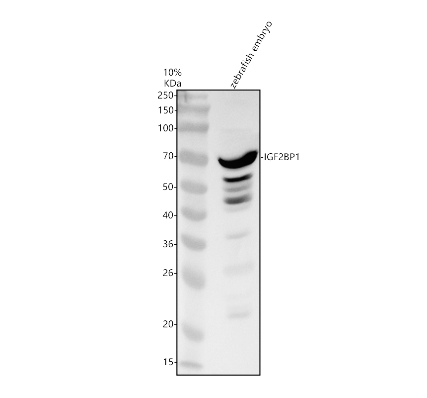 azq08ck7 igf2bp1 primary antibodies wb testing 1