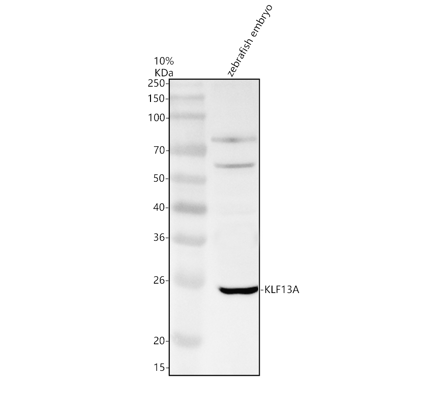 Western blot analysis of KLF13 using anti-KLF13 antibody (AZQ08CN3)