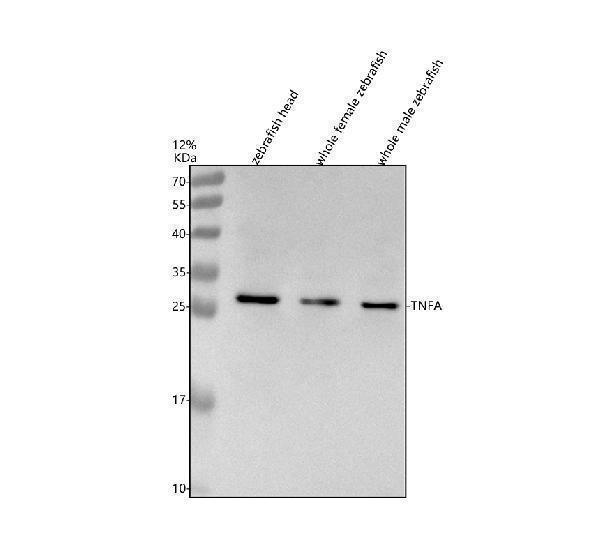 azq08cq3 tnfa primary antibodies wb testing 1