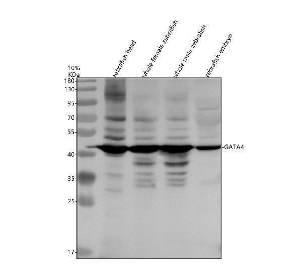 Western blot analysis of GATA4 using anti-GATA4 antibody (AZQ09JY7)