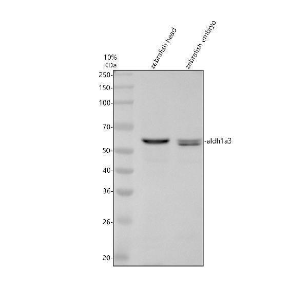 Western blot analysis of ALDH1A3 using anti-ALDH1A3 antibody (AZQ0H2G3)