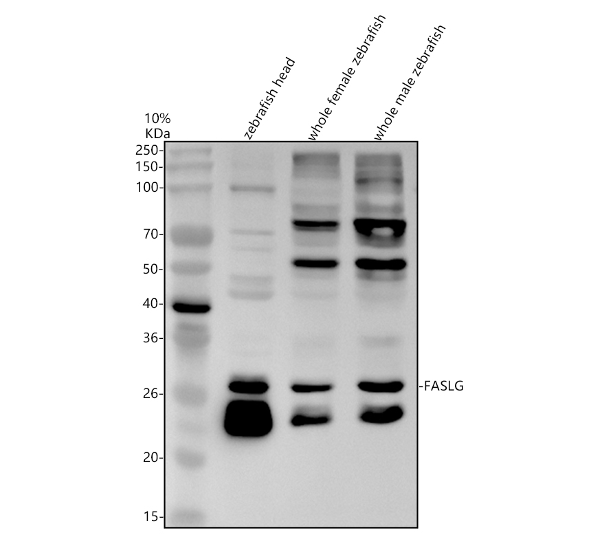 azq0pkx7 faslg primary antibodies wb testing 1