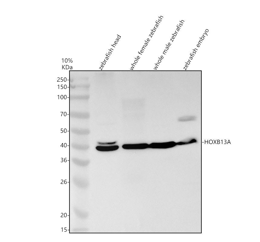 azq1ecy2 hoxb13a primary antibodies wb testing 1
