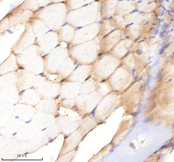 azq1lve8 sf3b3 primary antibodies ihc testing 4