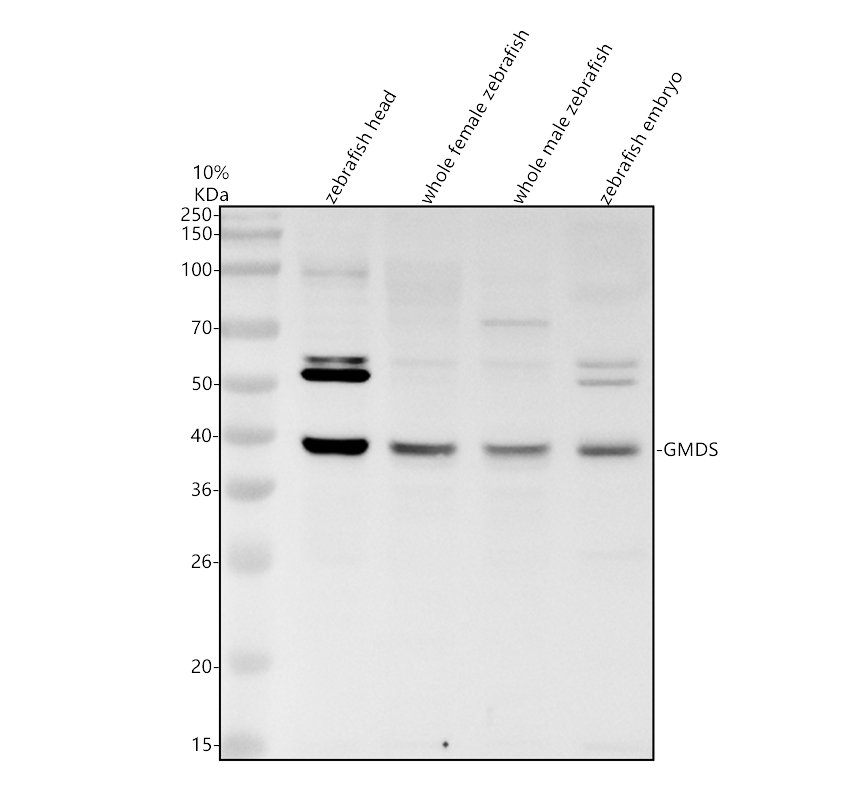 azq1lvf8 gmds primary antibodies wb testing 1