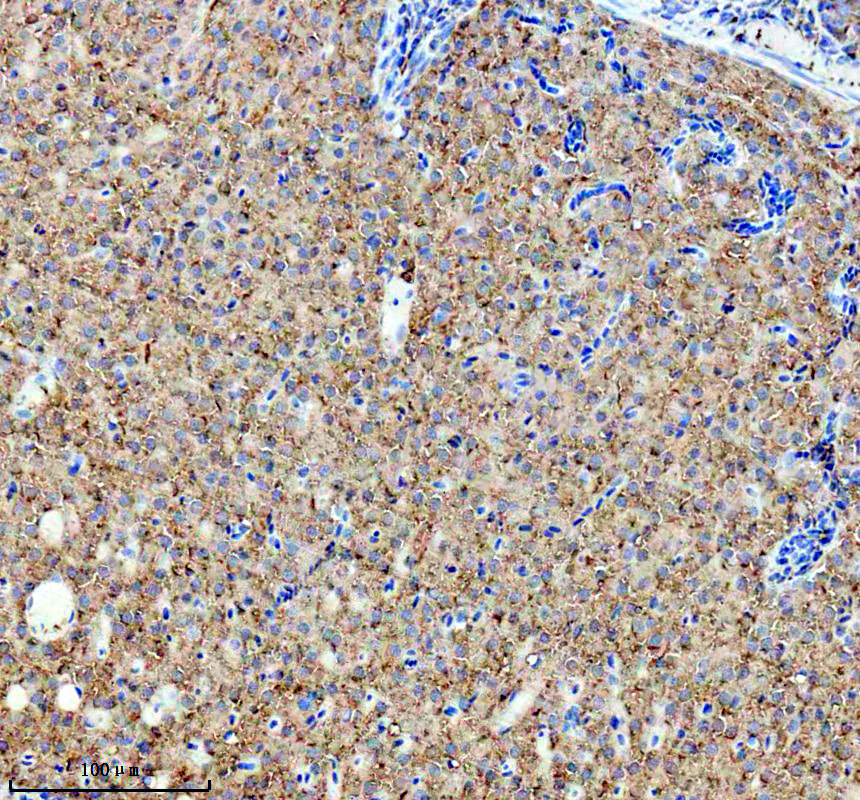azq1lvv2 gpr3 primary antibodies ihc testing 1