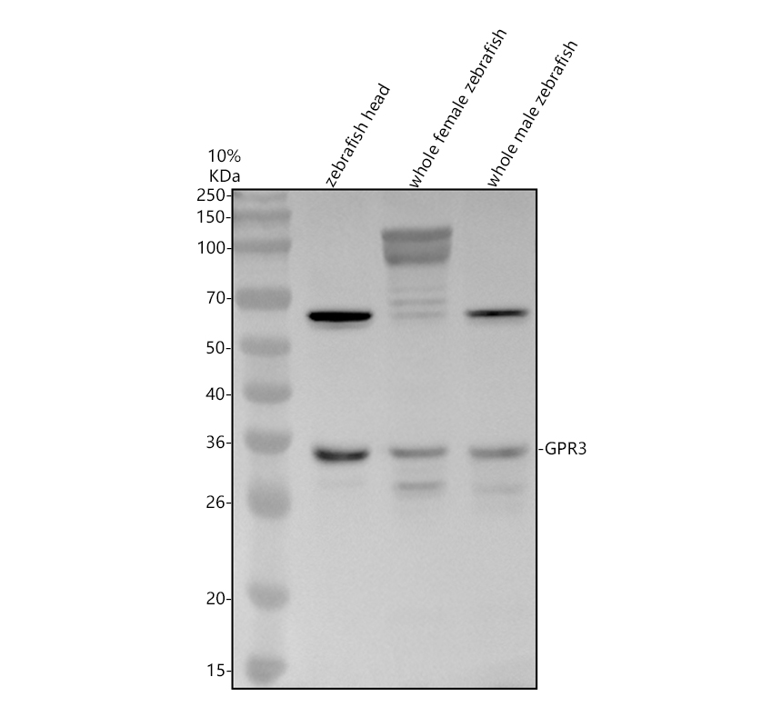 azq1lvv2 gpr3 primary antibodies wb testing 1