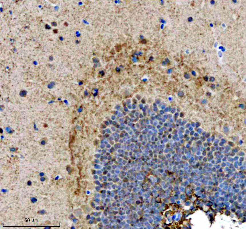 azq1lxx4 fosb primary antibodies ihc testing 1