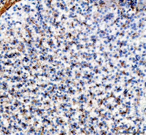 azq1mtc4 vtg2 primary antibodies ihc testing 2