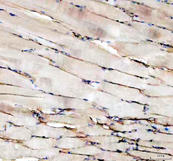 azq1mtc4 vtg2 primary antibodies ihc testing 3