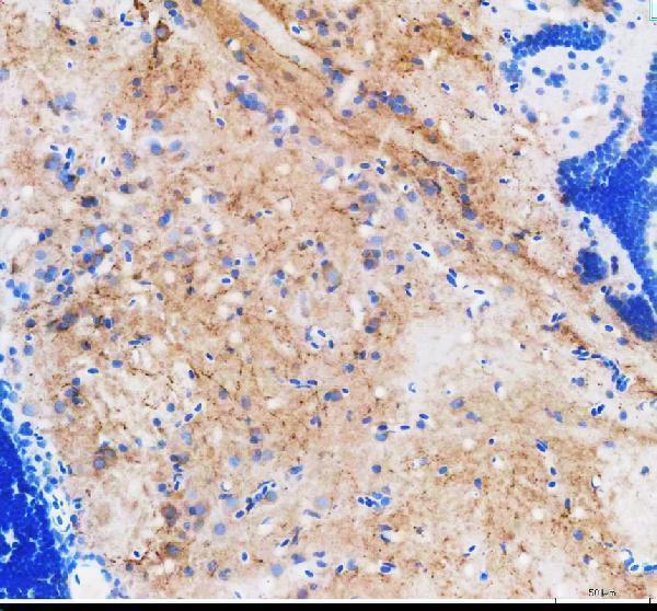 azq1wgb5 slc6a4a primary antibodies ihc testing 1_1