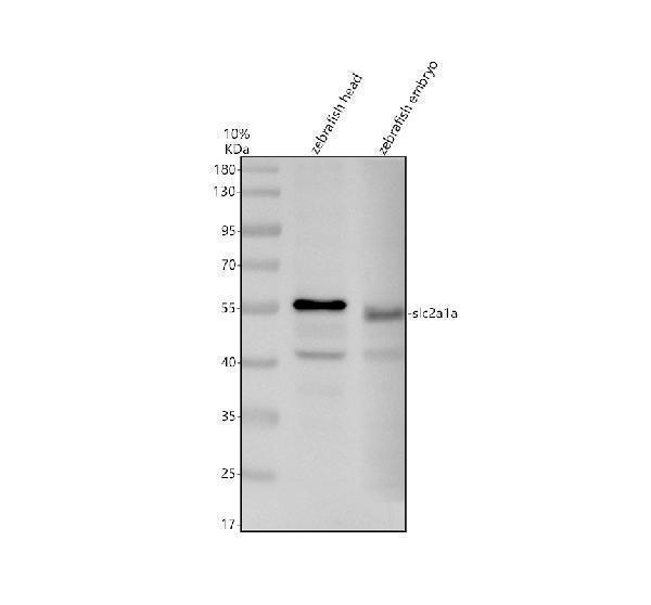 azq285p3 slc2a1a primary antibodies wb testing 1