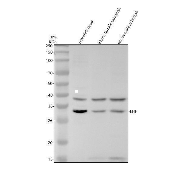 Western blot analysis of EHF using anti-EHF antibody (AZQ29R87)