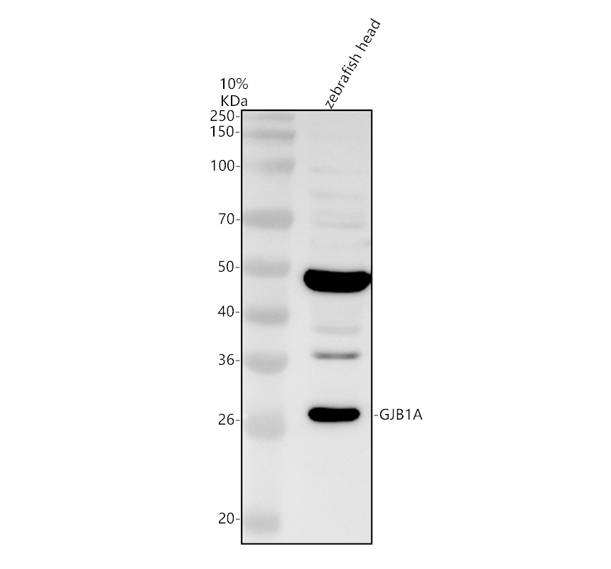 azq2vj87 gjb1a primary antibodies wb testing 1