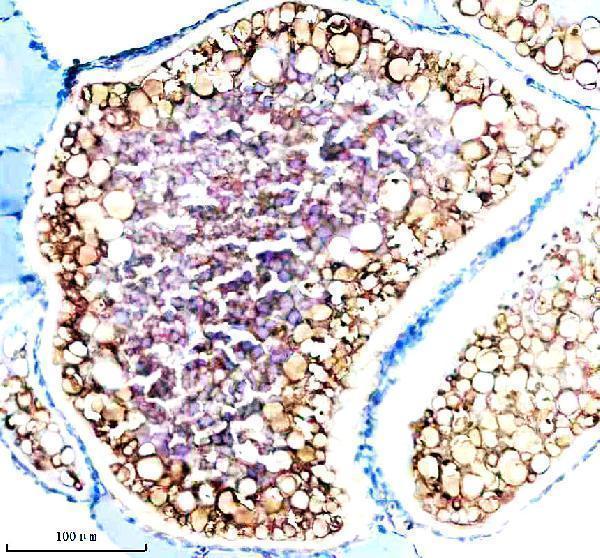 azq32lt1 cyp3a65 primary antibodies ihc testing 1
