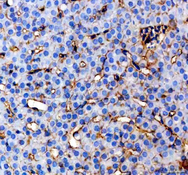 azq32lt1 cyp3a65 primary antibodies ihc testing 4
