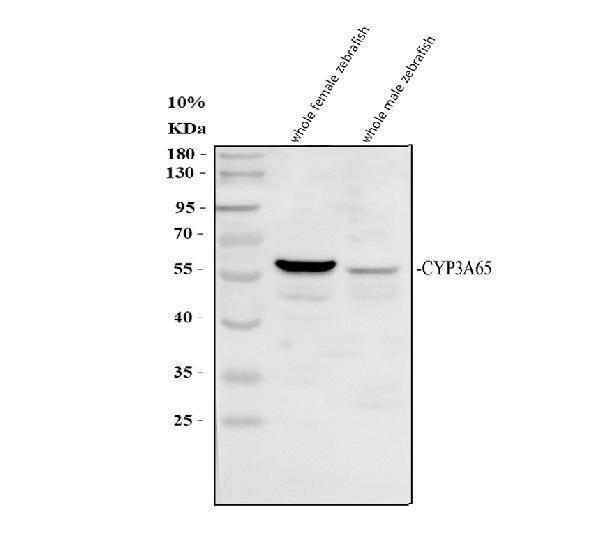 azq32lt1 cyp3a65 primary antibodies wb testing 1