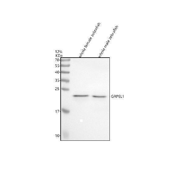  Western blot analysis of GRPEL1 using anti-GRPEL1 antibody (AZQ32PS5)