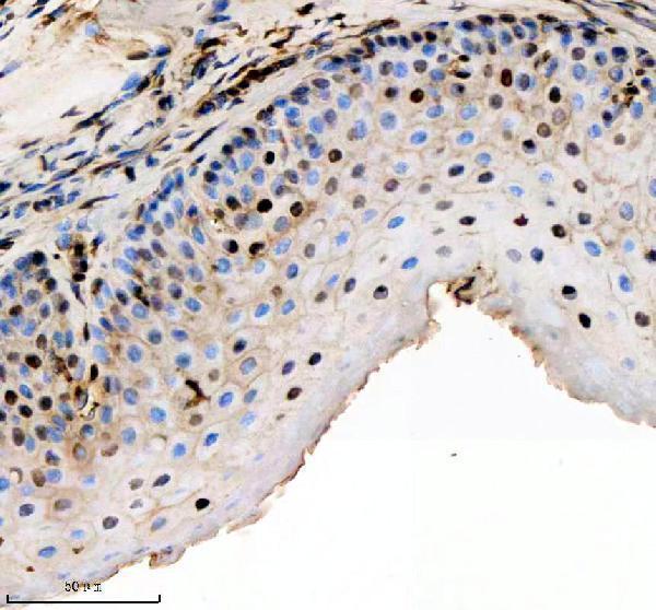 azq32pt3 hmgb2a b primary antibodies ihc testing 3