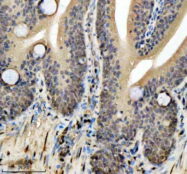 azq32pt3 hmgb2a b primary antibodies ihc testing 4