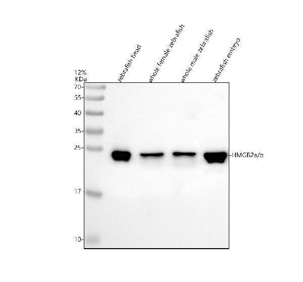 azq32pt3 hmgb2a b primary antibodies wb testing 1