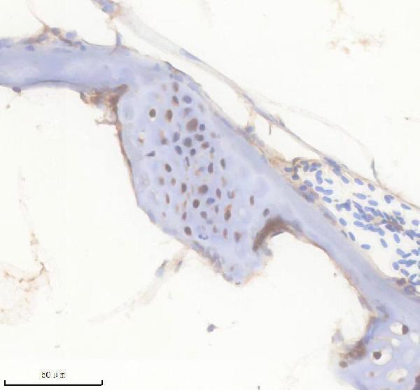 azq38pl0 fgf20a primary antibodies ihc testing 1