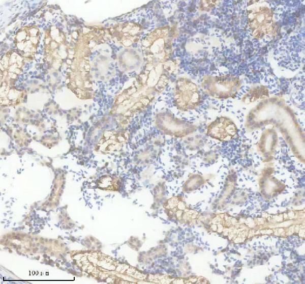 azq38pl0 fgf20a primary antibodies ihc testing 2