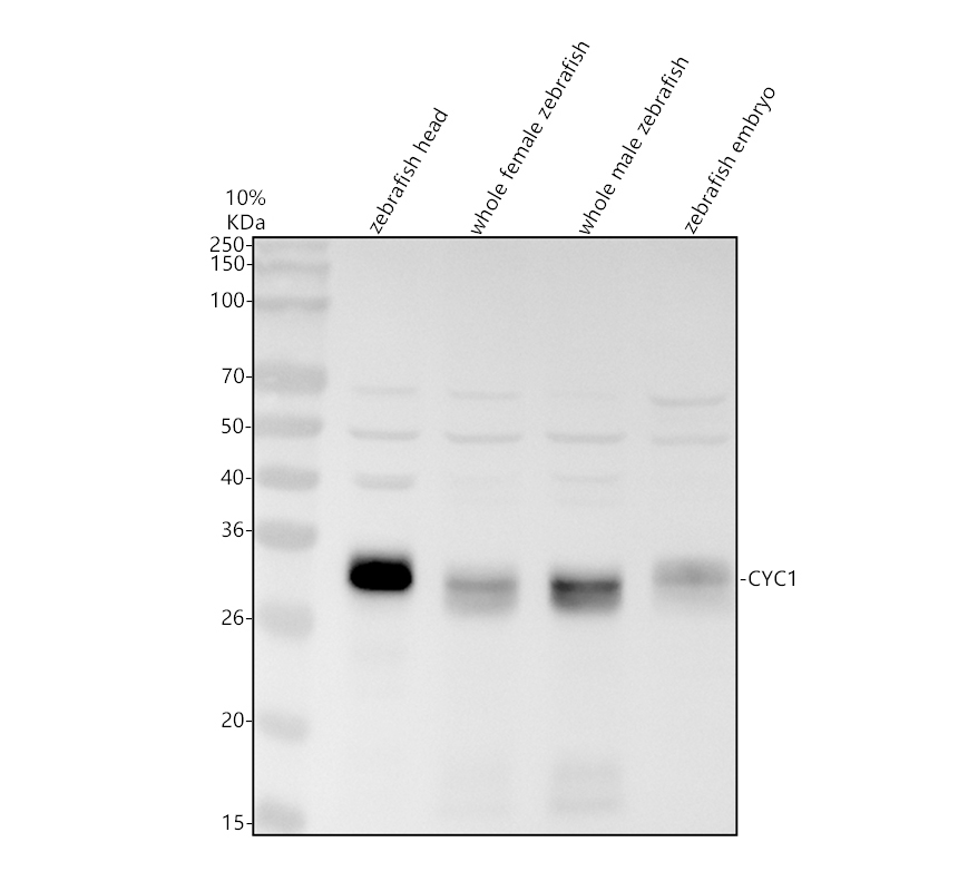 azq3b7r0 cyc1 primary antibodies wb testing 1