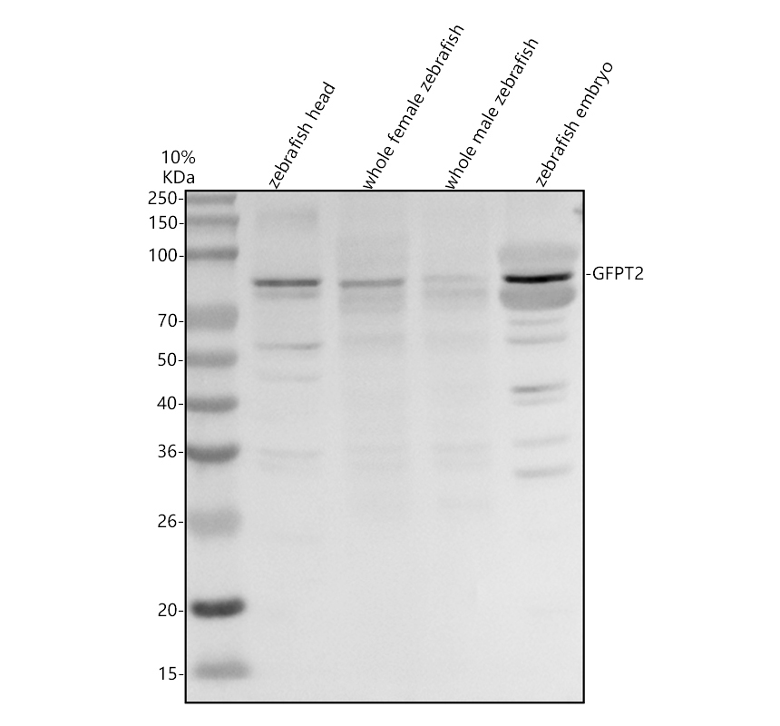 azq3s343 gfpt2 primary antibodies wb testing 1