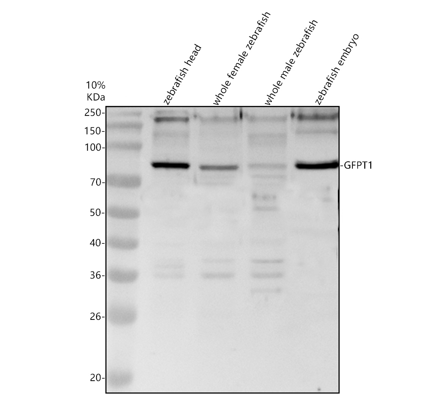 azq3s344 gfpt1 primary antibodies wb testing 1