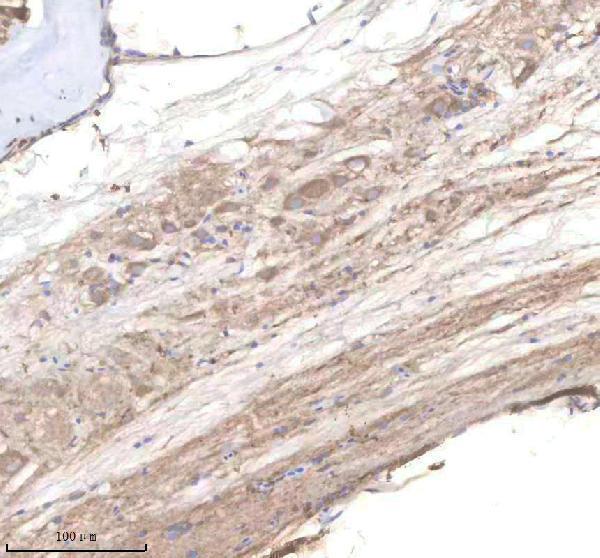 azq49gp3 pi4kb primary antibodies ihc testing 2
