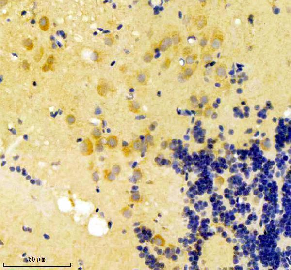 azq4v902 gnsa primary antibodies ihc testing 2