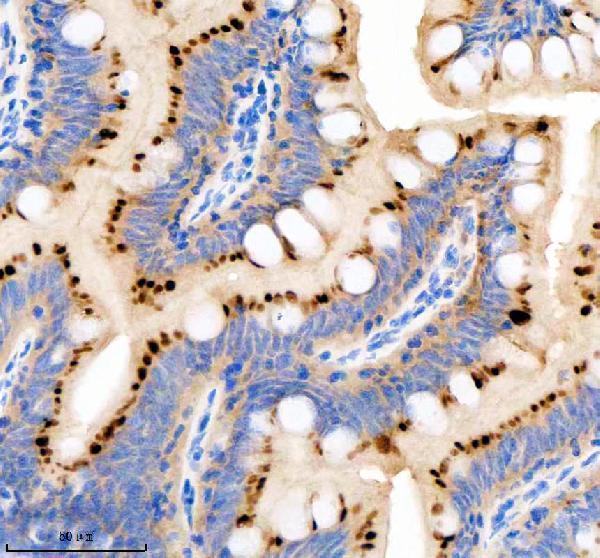 azq4v902 gnsa primary antibodies ihc testing 3