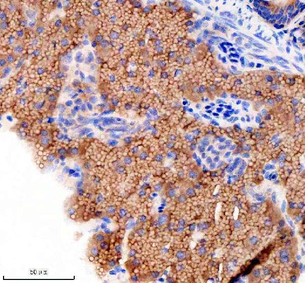 azq4v902 gnsa primary antibodies ihc testing 4